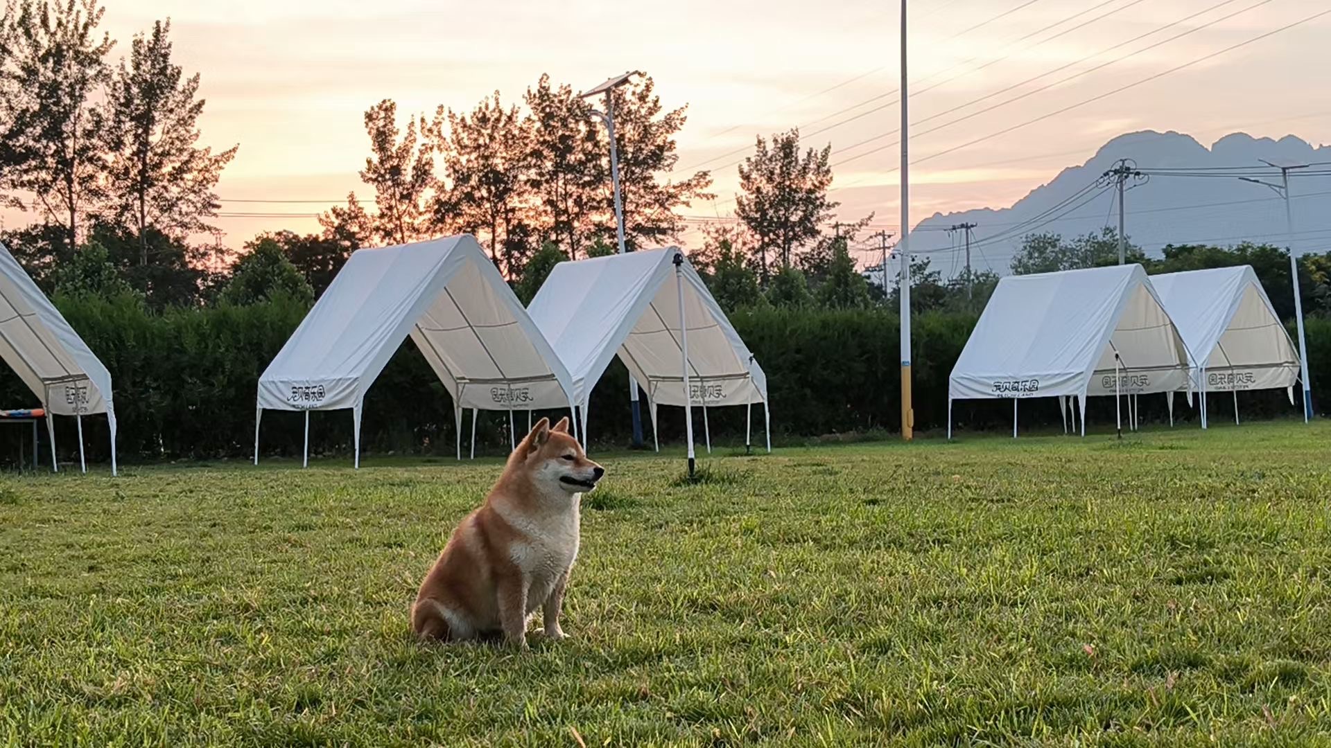 宠贝奇乐园草坪与露营实拍 Petchi Land lawn and camping